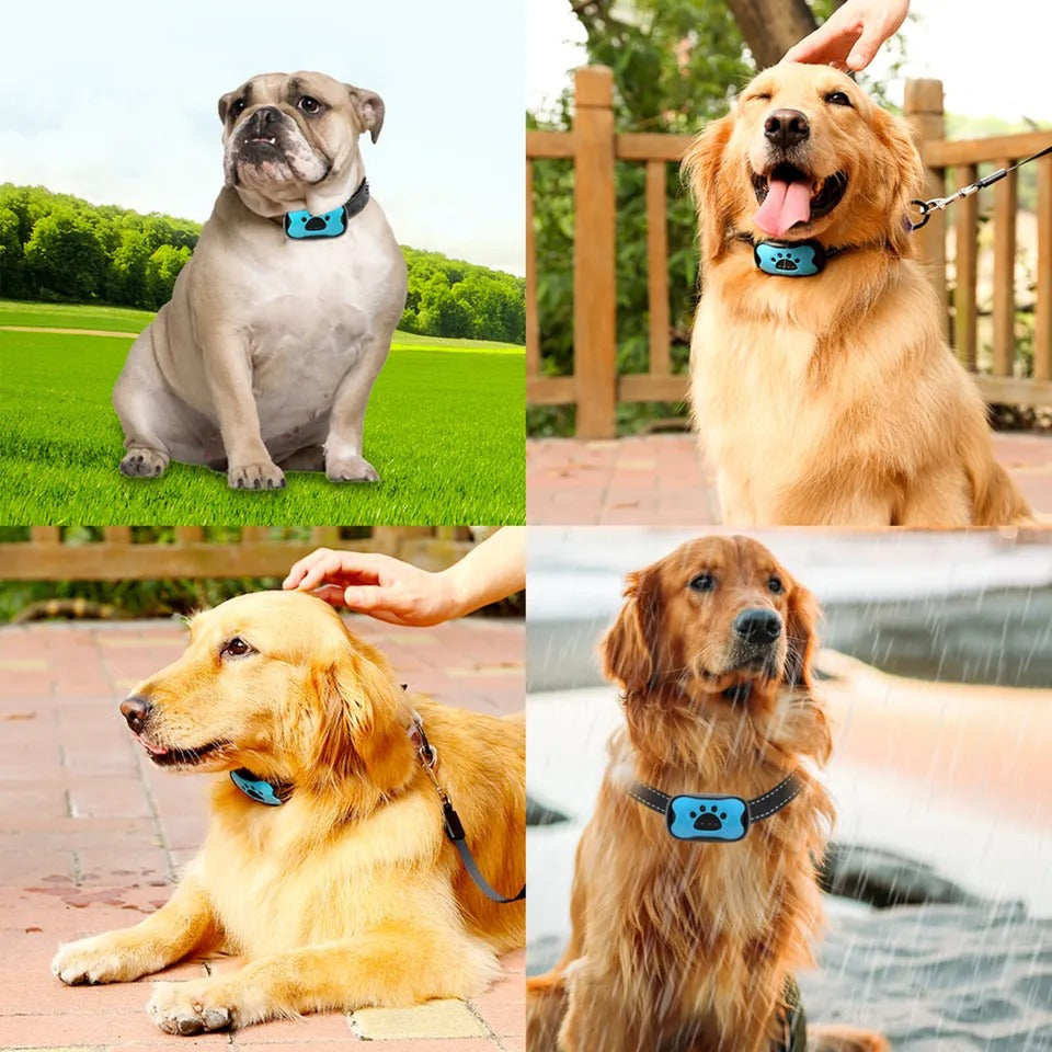 TrendySwiss Anti-Bell-Hundehalsband 